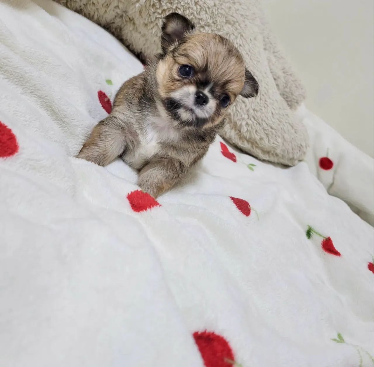 Chihuahua mini Pelo longo Cabecinha de maçã até 12x - Foto 3