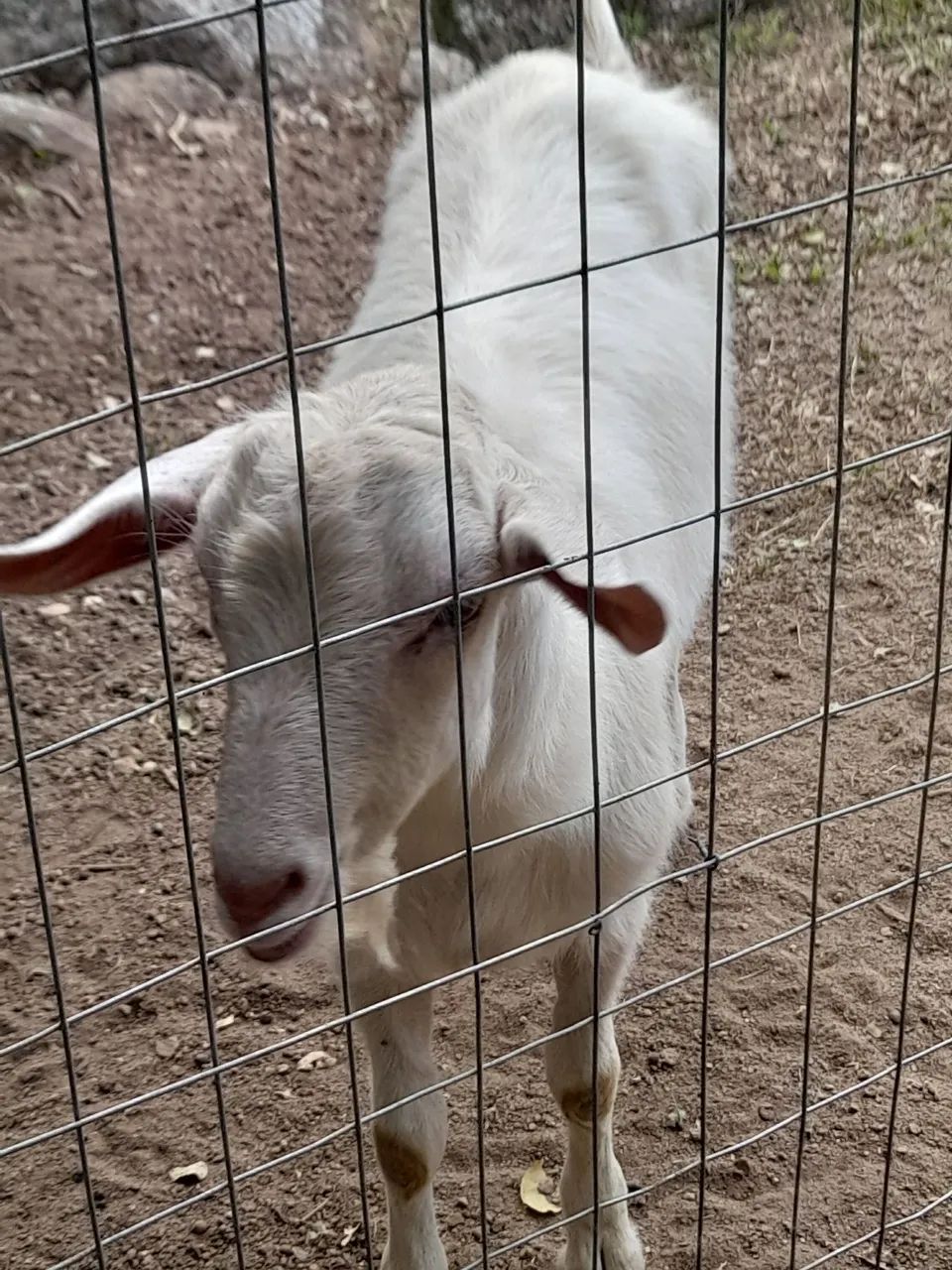 Cabrito branco - Foto 5