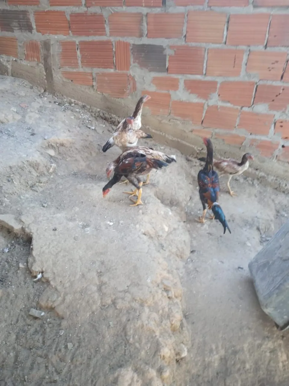 Oportunidade! Frango de raça Indiana para venda