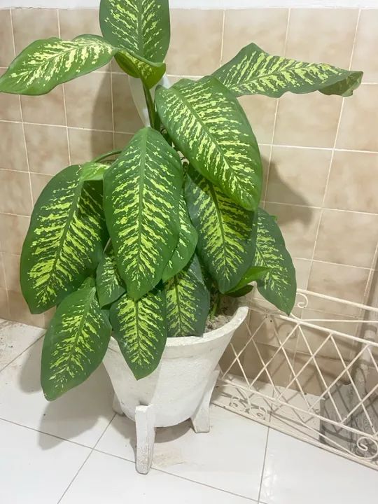 OPORTUNIDADE Planta de interior com vaso Grande ( Decoração de Varanda/ sacada )
