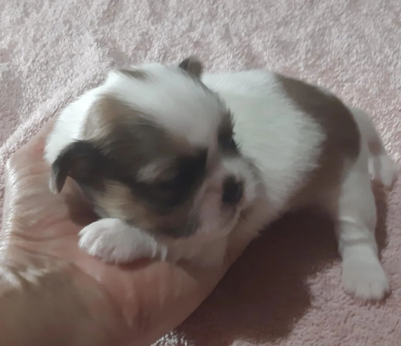Filhote Shih Tzu - Foto 2