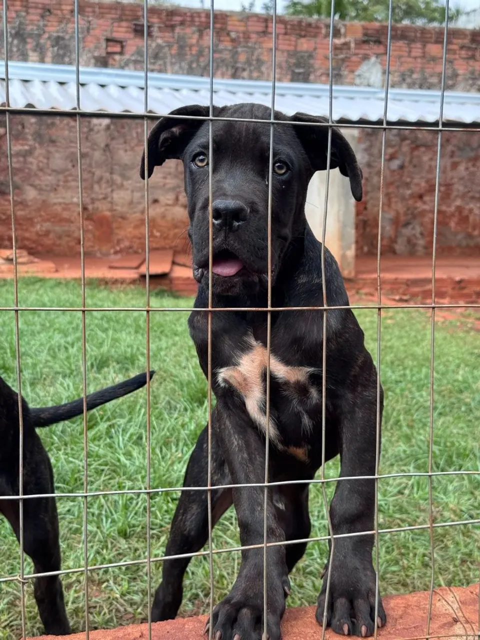 Filhote Cane Corso - Disponível para adoção