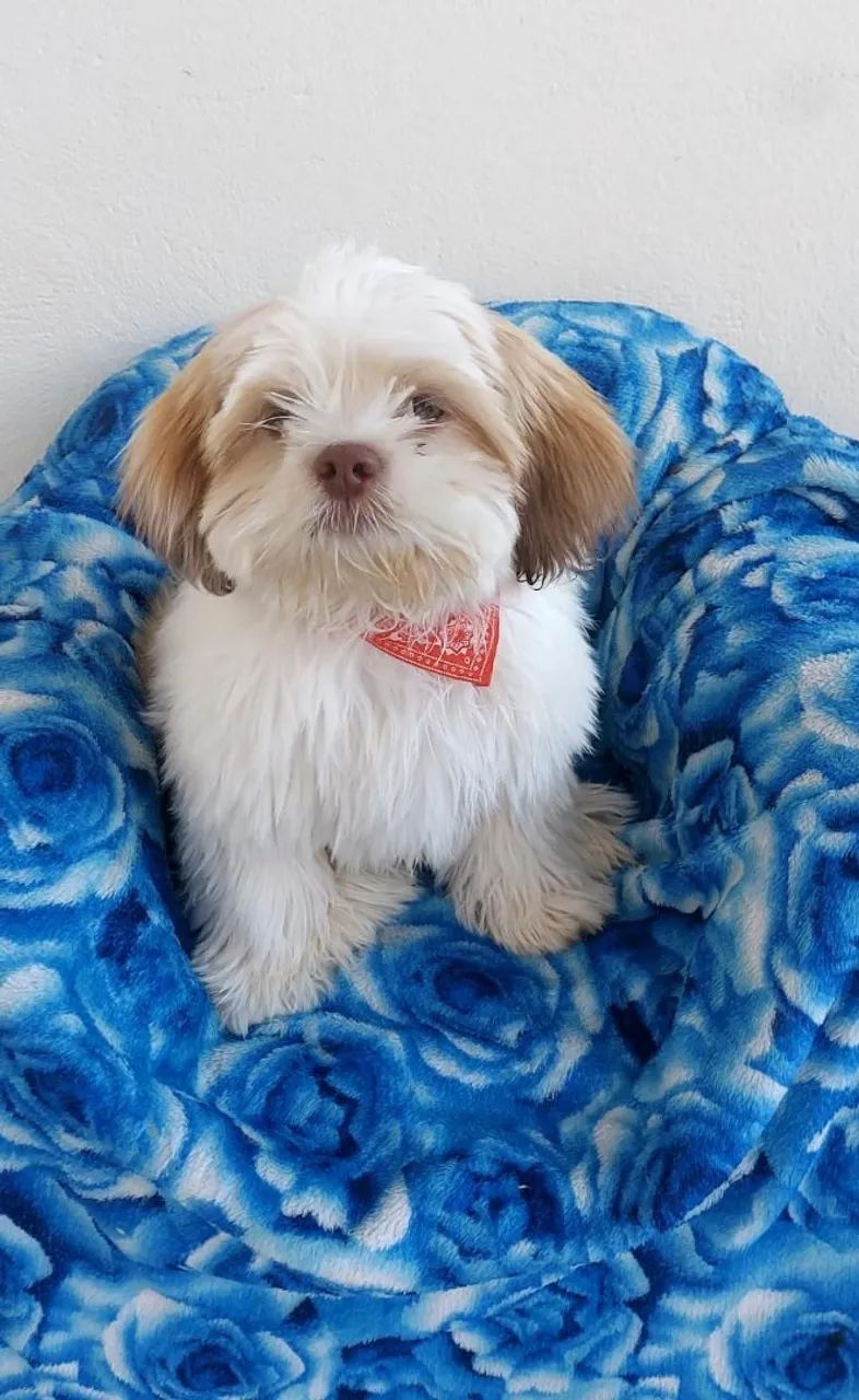 Fofuraaaa macho lhasa trufa chocolate olhos verdes - Foto 3