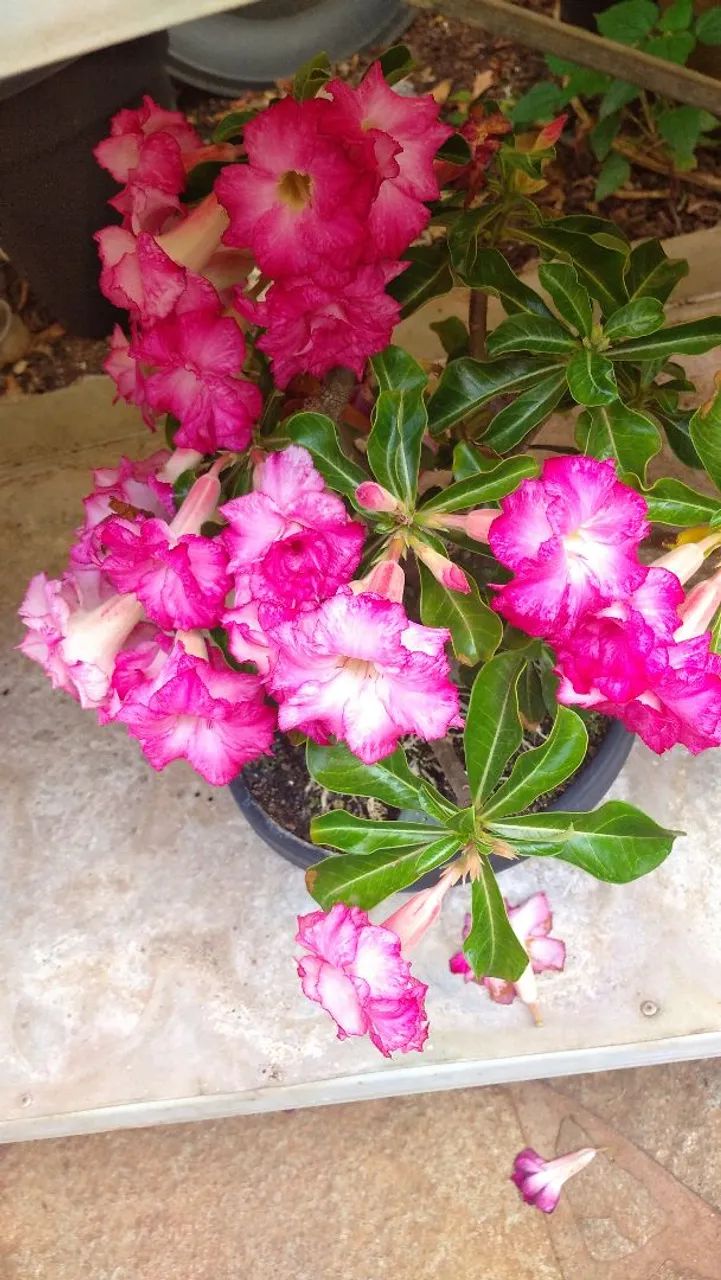 Desert roses63824580877441124