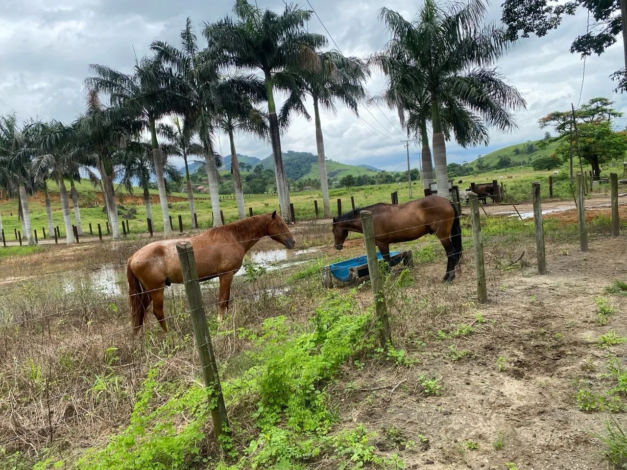 Cavalo mangalarga  - Foto 2