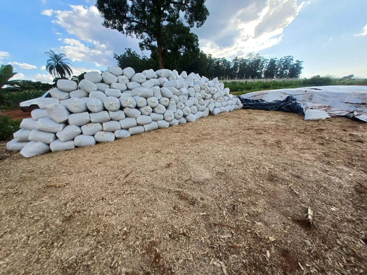 Corn silage bagged!!64313661899779122