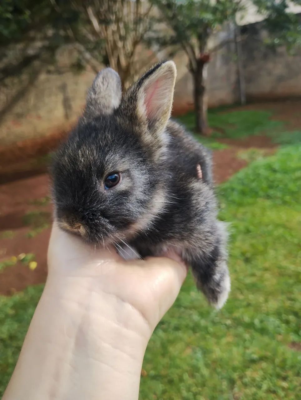 Mini coelho  - Foto 2