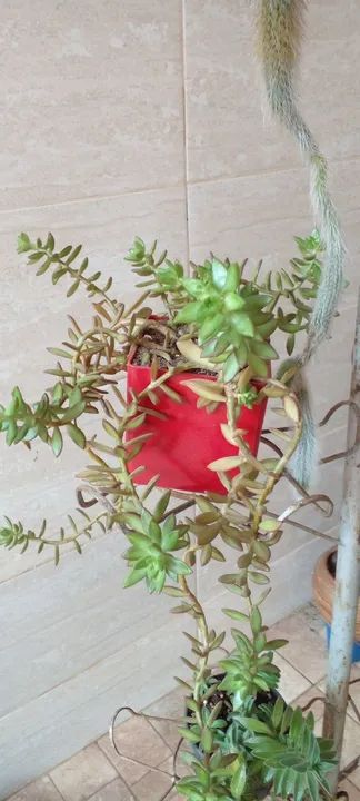 Estou vendendo vários vasos e suporte plantas  - Foto 3