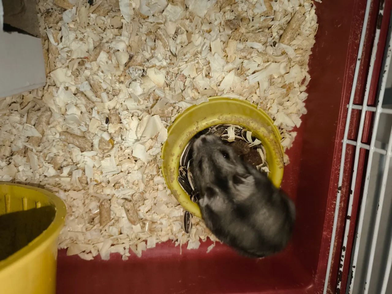 HamsterFilhote - Foto 2