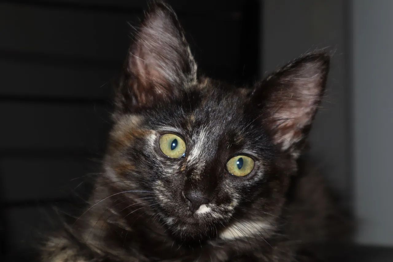 Doa-se gatinha - Foto 2