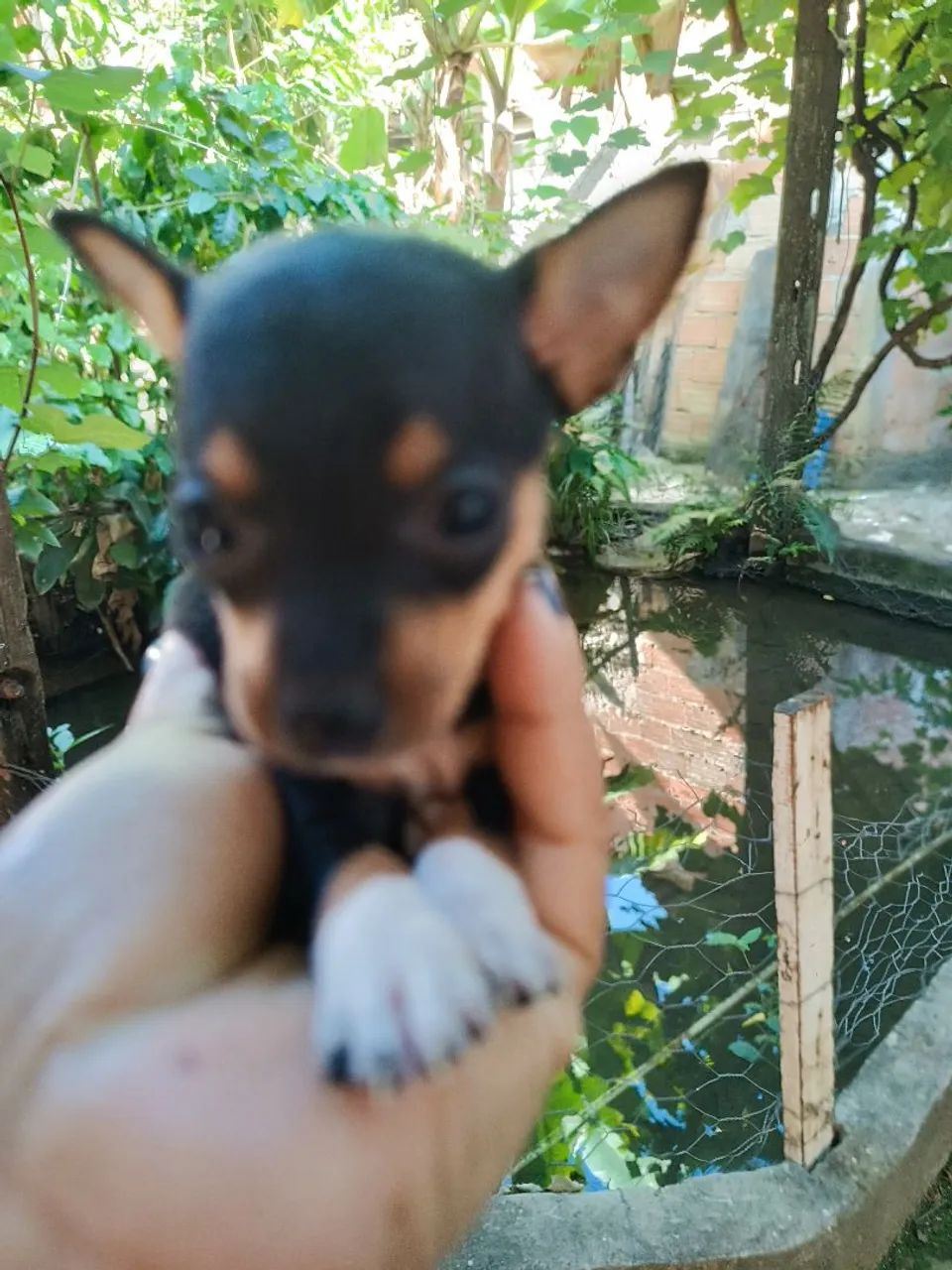 Lindas fêmeas e machinhos de pinche 
