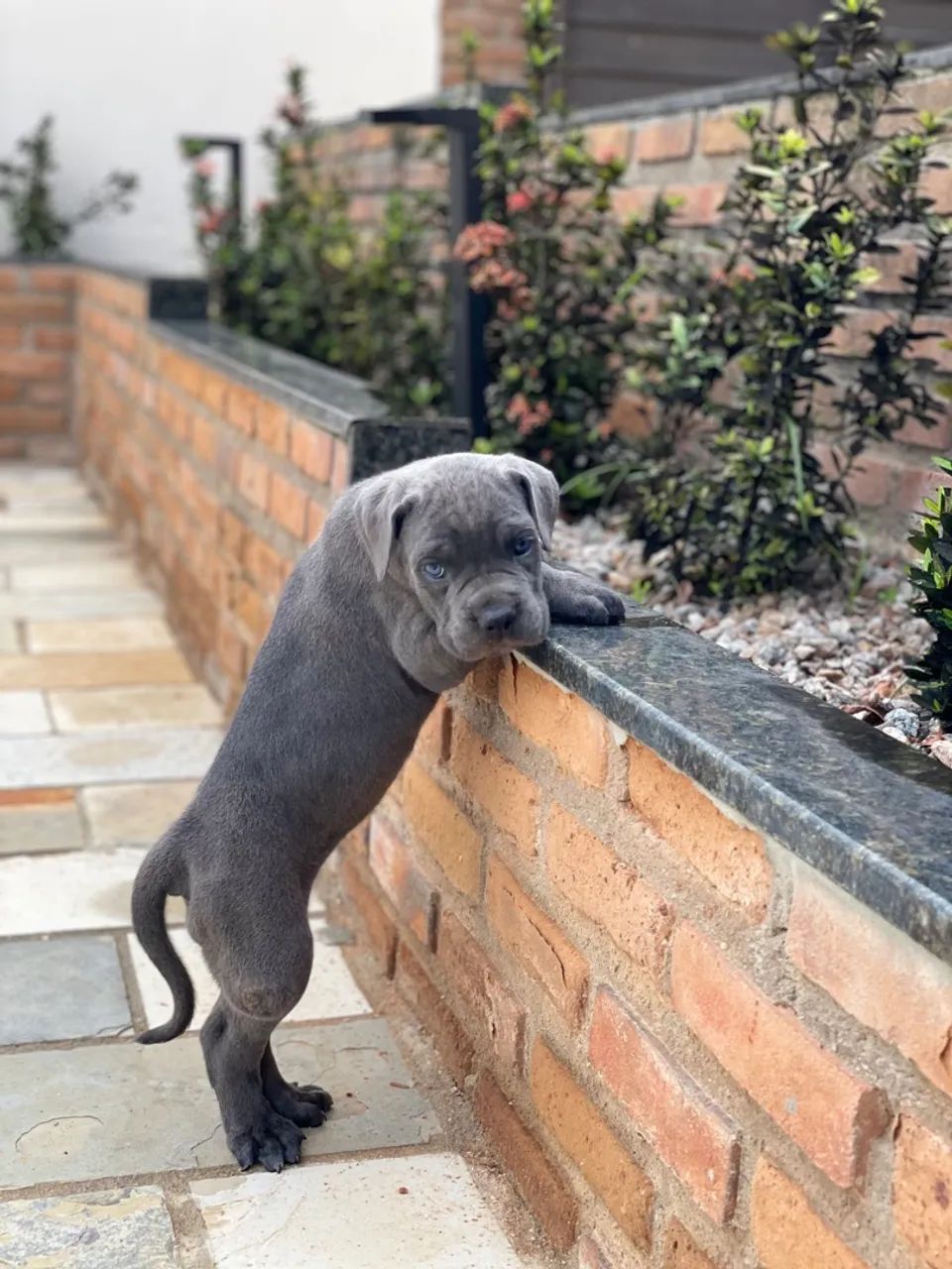 Filhotes De Cane Corso Italiano Com Pedigree  - Foto 5