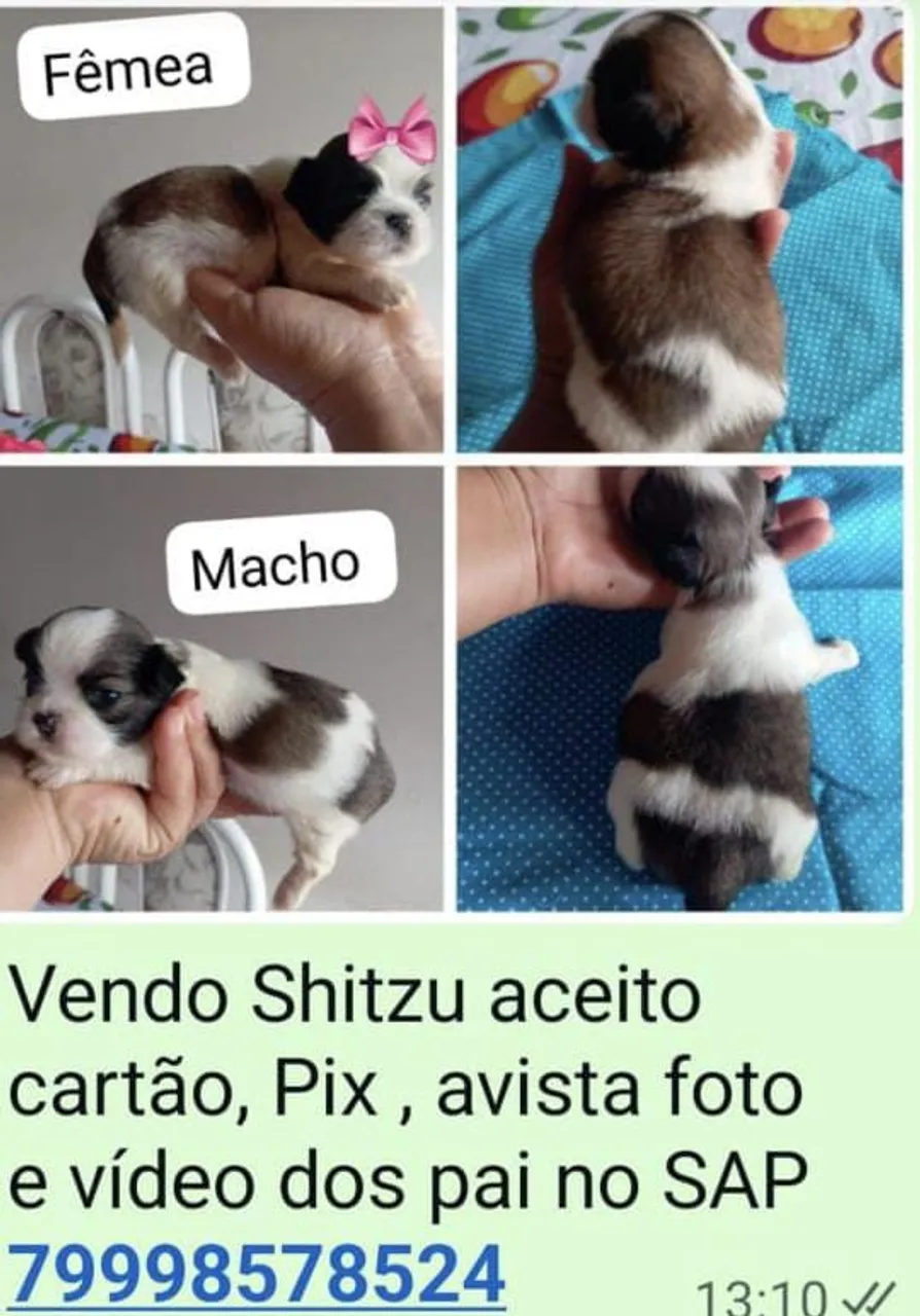 Filhotes Shih Tzu à venda