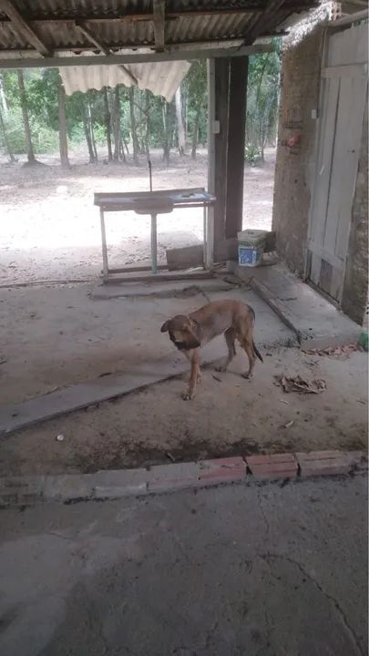 Cachorro vira lata - 7 meses  - Foto 2