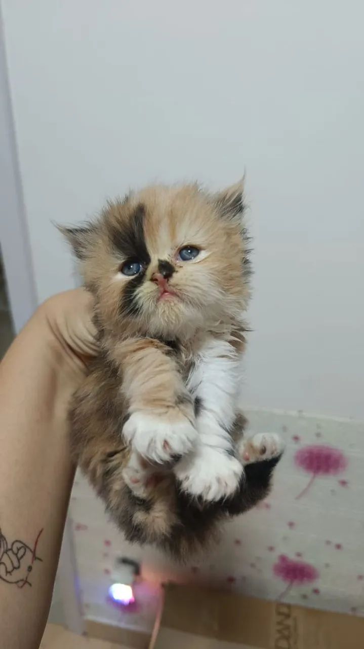 Filhotes de Gato Persa - Foto 4