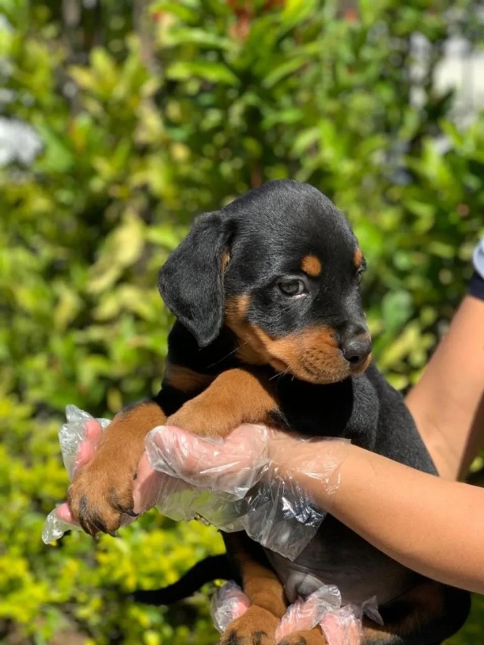 Rottweiler - guarda e segurança além de melhor companhia   - Foto 2