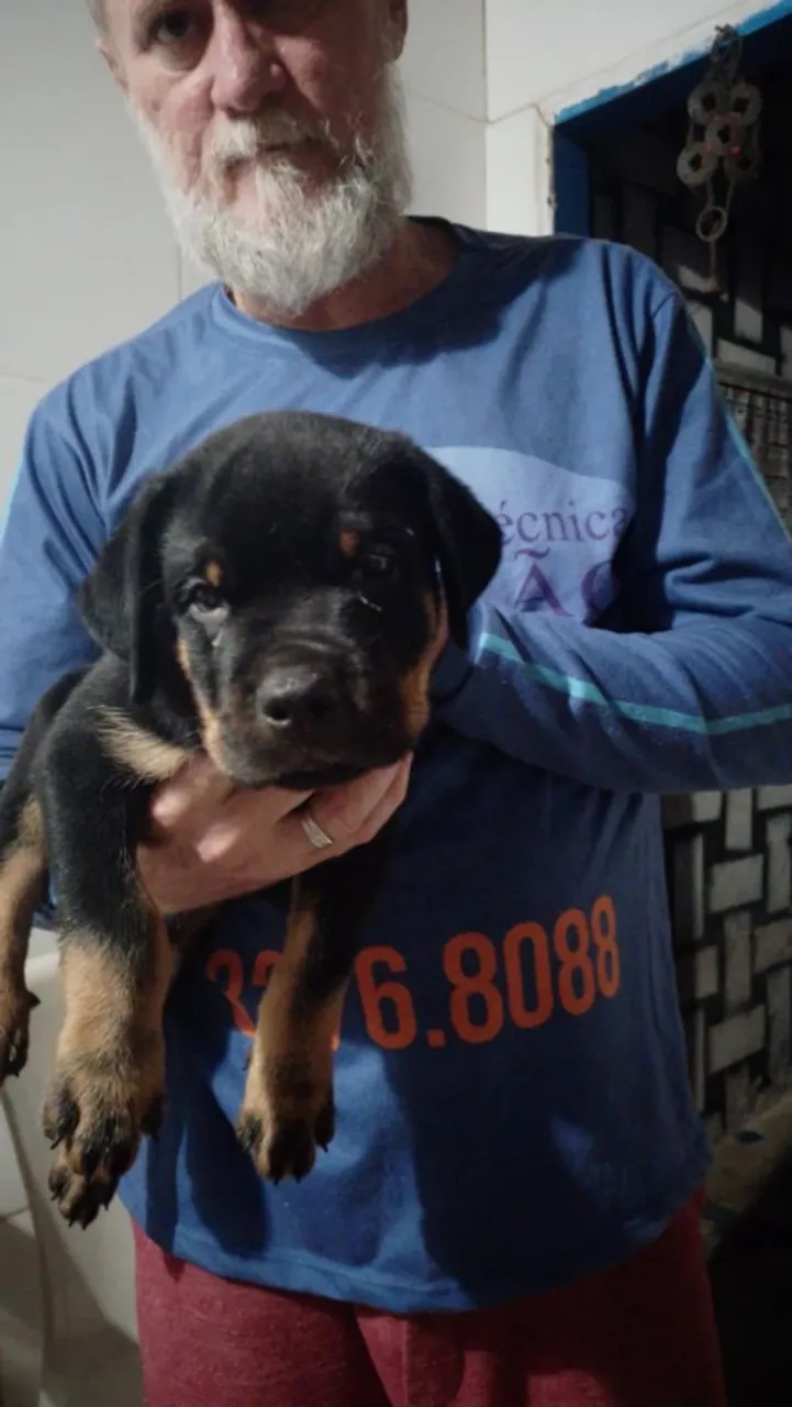 Filhote de Rottweiler