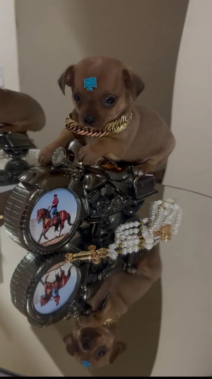 Filhote Mini Pinscher macho