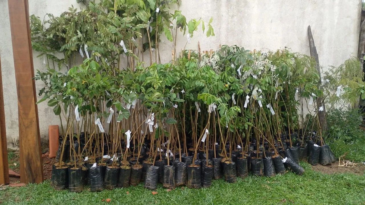 Mudas para Reflorestamento 1.20 Metro