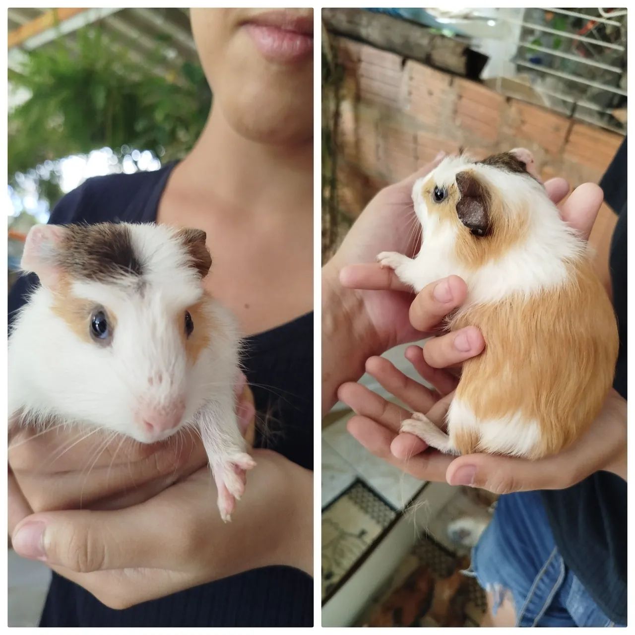 Porquinho da índia  - Foto 3