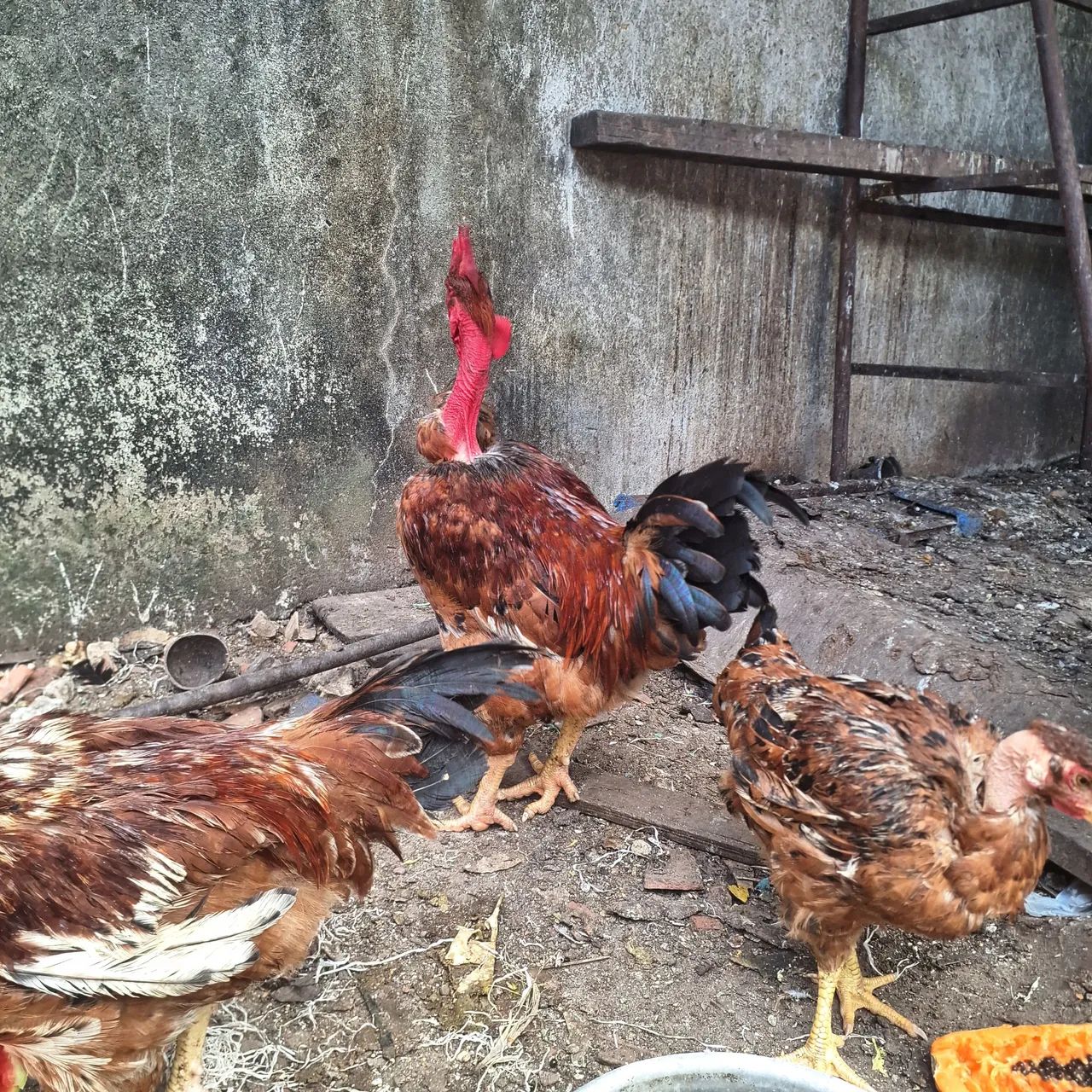 Galos e Galinhas Caipira  - Foto 3