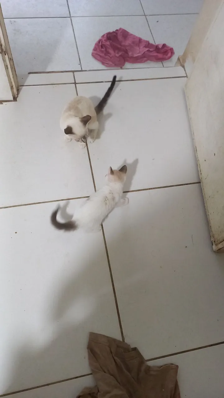 Gatinhos para Adoção