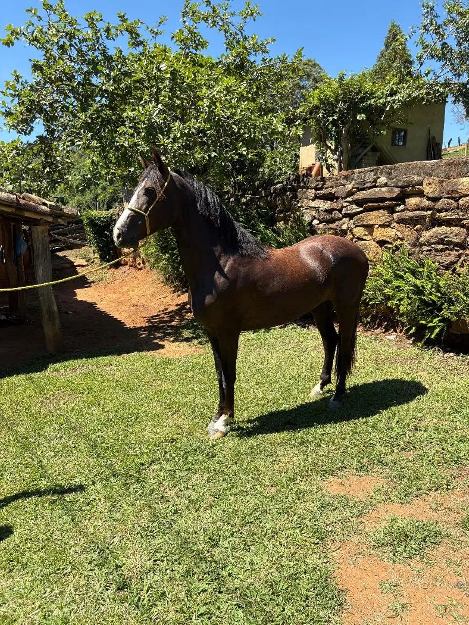 Cavalo  registrado  - Foto 3