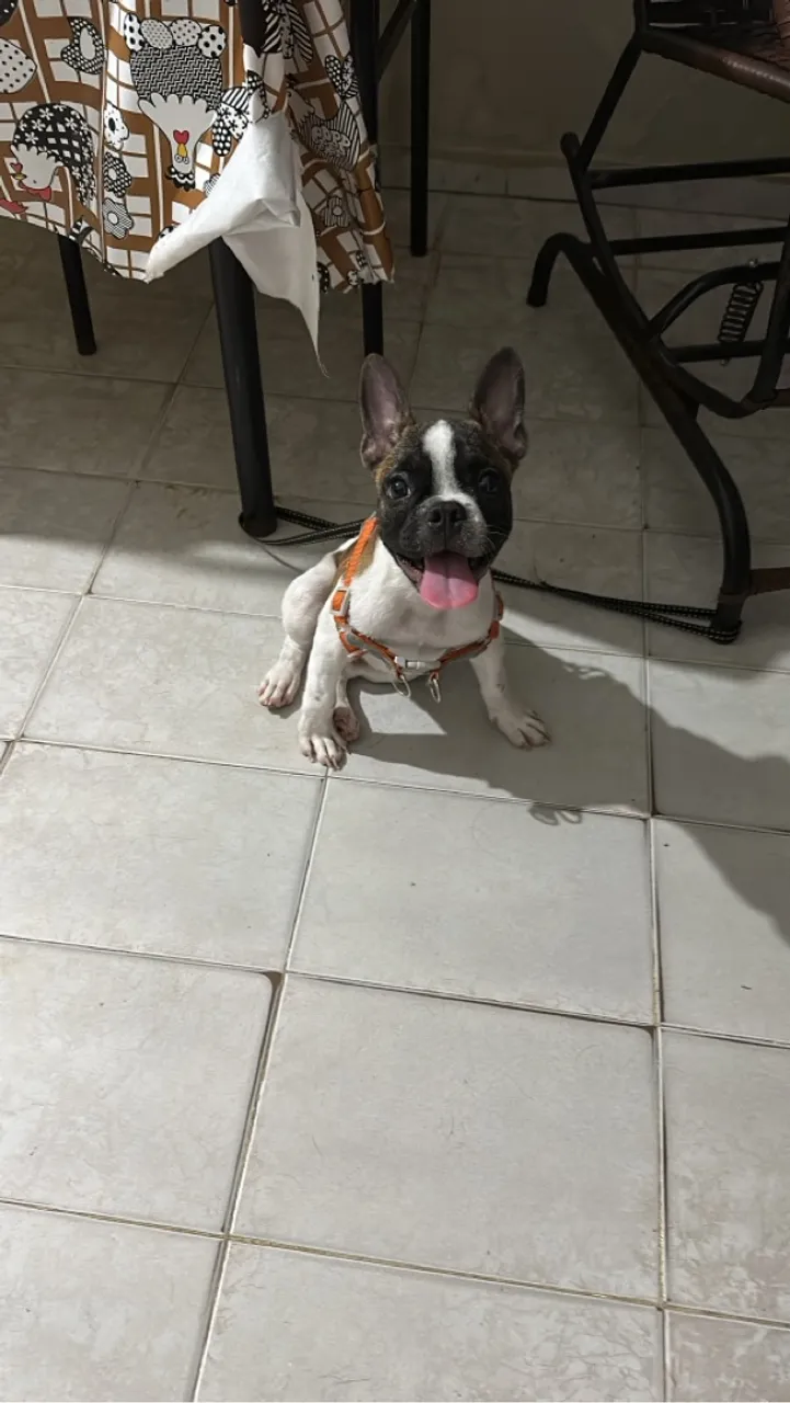 Filhote de Bulldog Francês já vacinado 