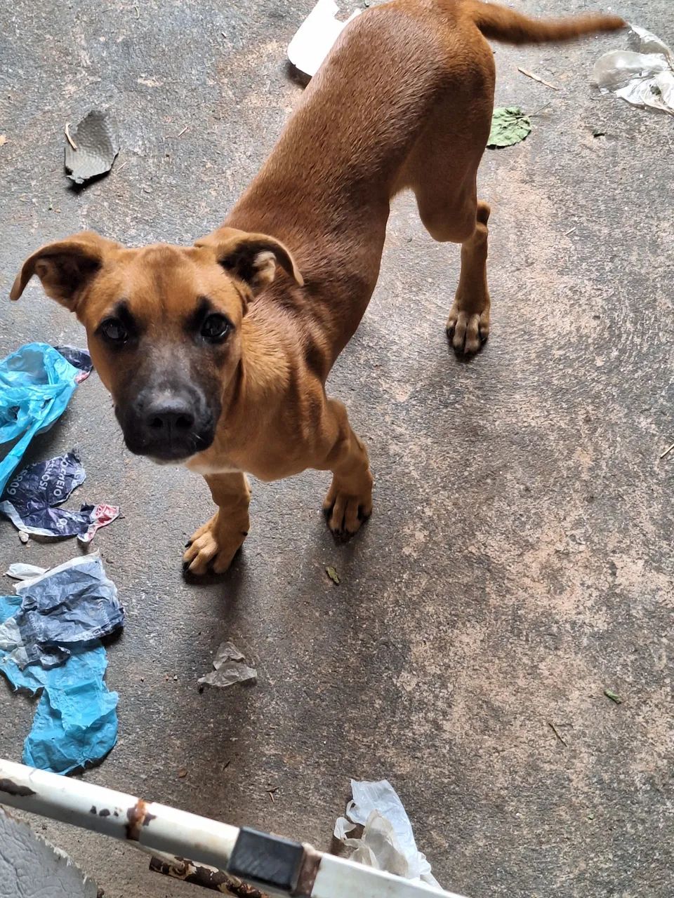 Cachorrinha para doação  - Foto 6