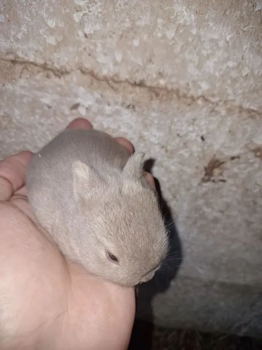 Coelhos Mini e anões importados  - Foto 6