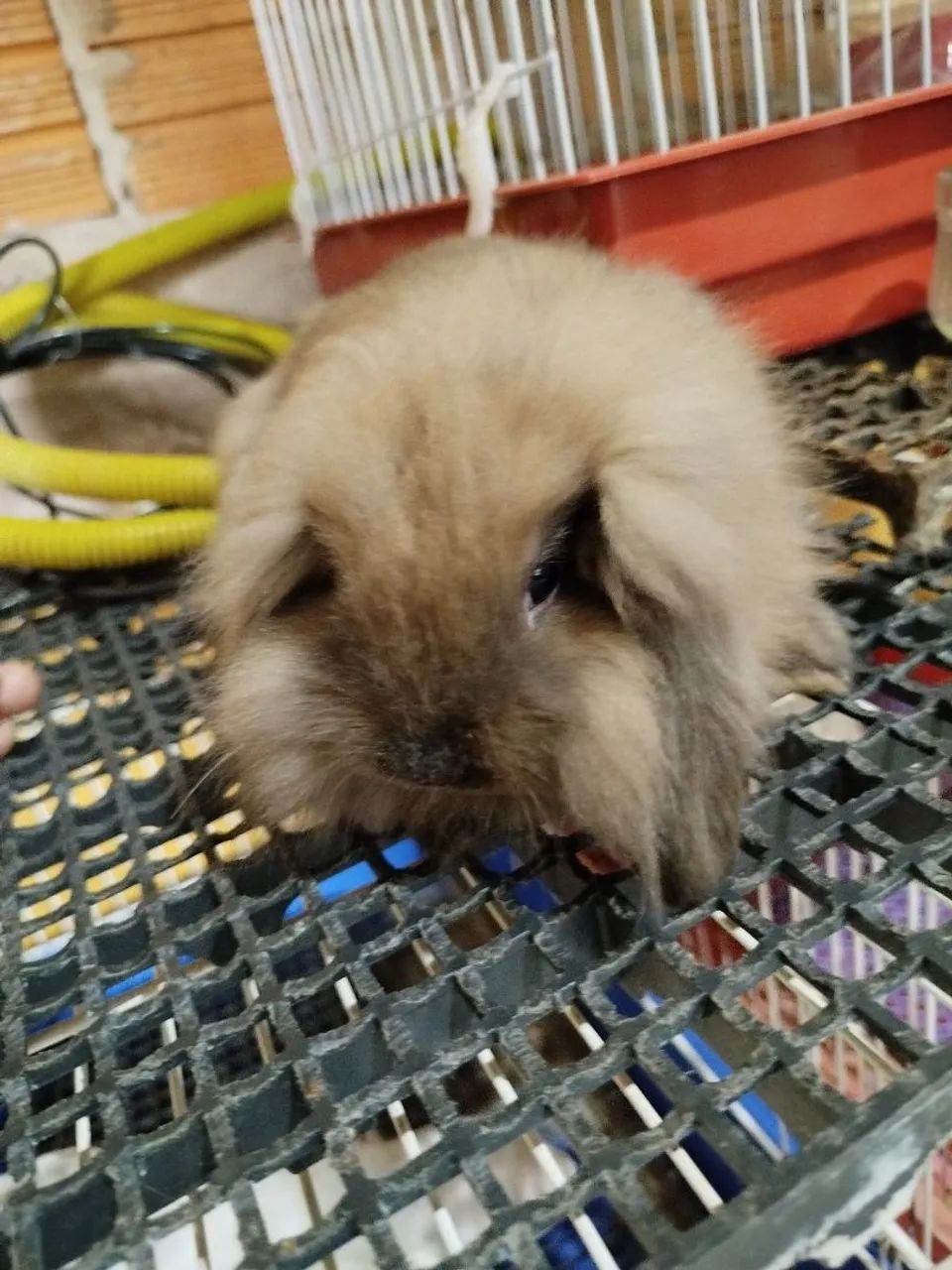 Mini Coelhos Variadas Raças e Valores - Foto 3