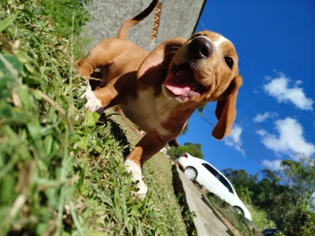 Filhote Dachshund/Teckel (Salsicha) - 4 meses