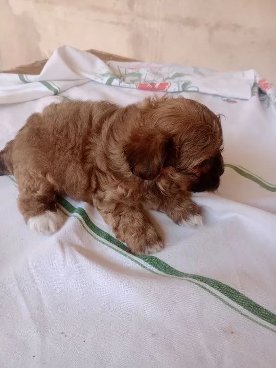 Filhote de hiasa apsom  - Foto 2