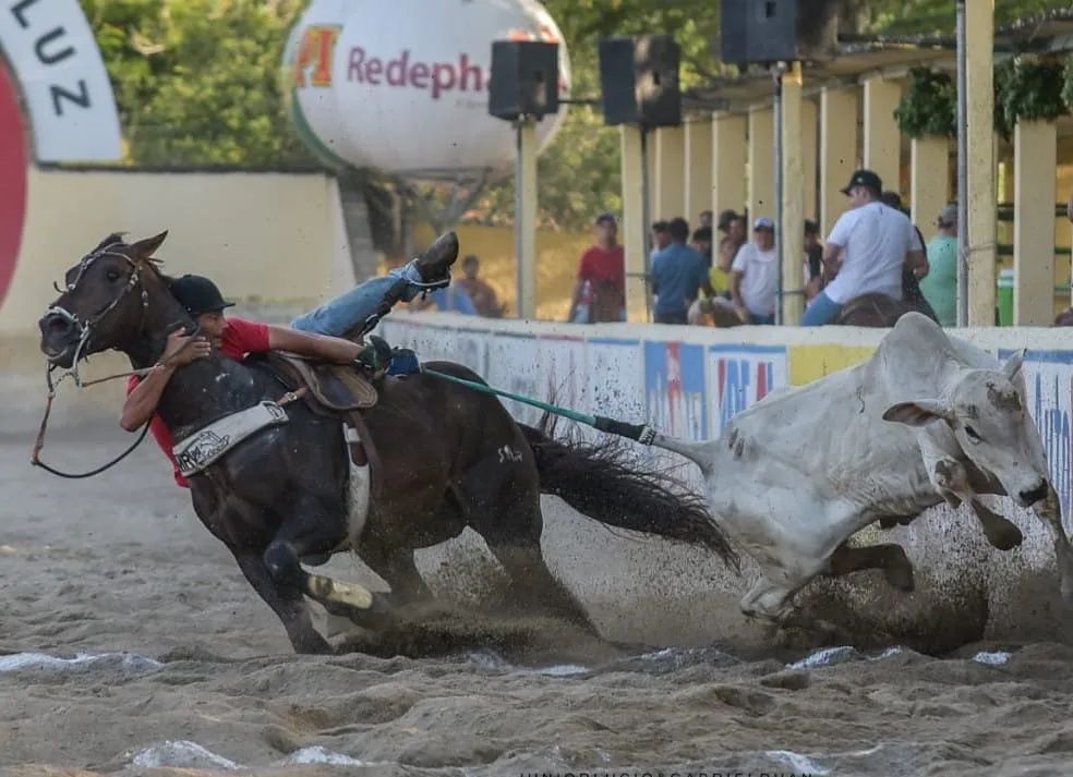 Égua Pura de origem Prenhe  - Foto 5