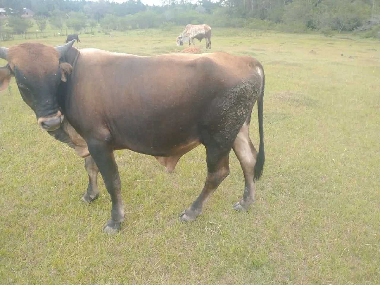 Vendo Novilho - Foto 4