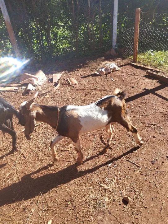 Vendo bode reprodutor 