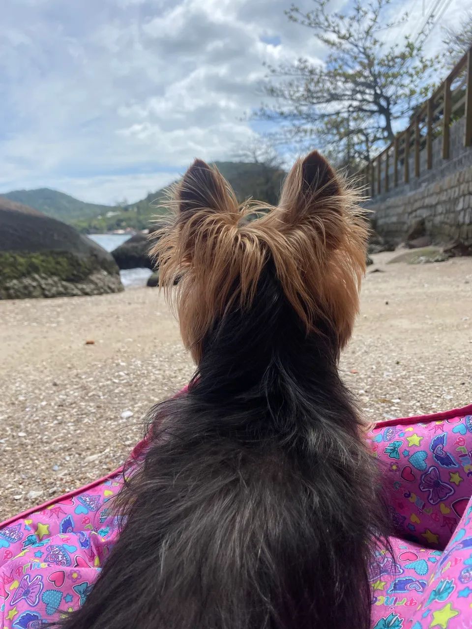 PET SITTER E HOTEL PET - Foto 2