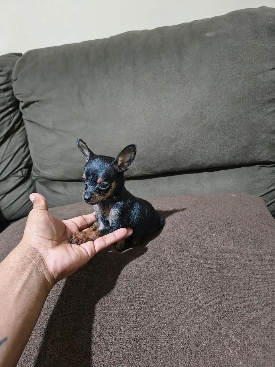 Pincher n0...macho.....de pai e mãe... - Foto 3