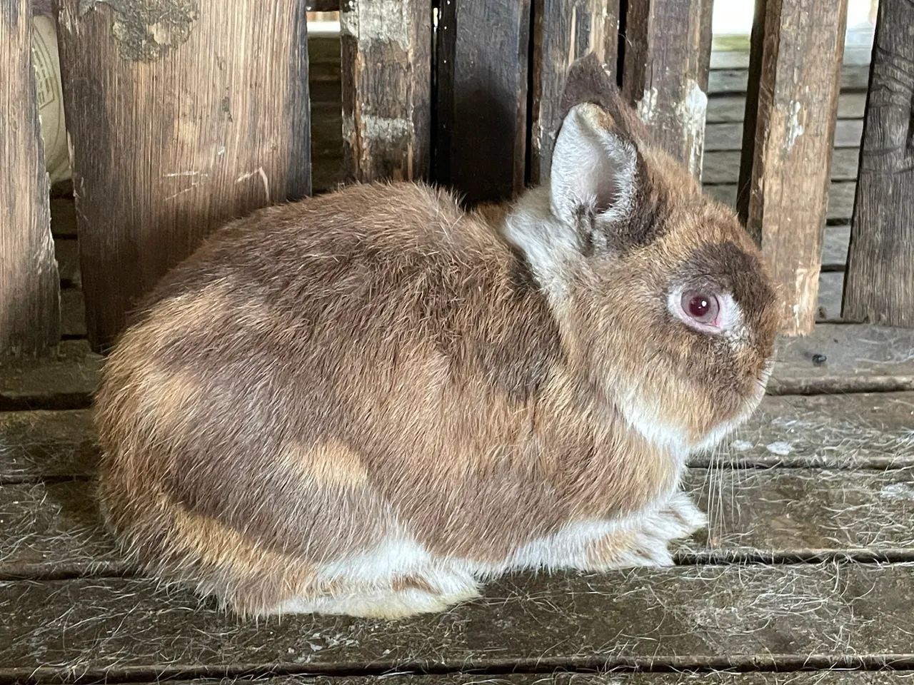 Dwarf rabbit63824582377219122
