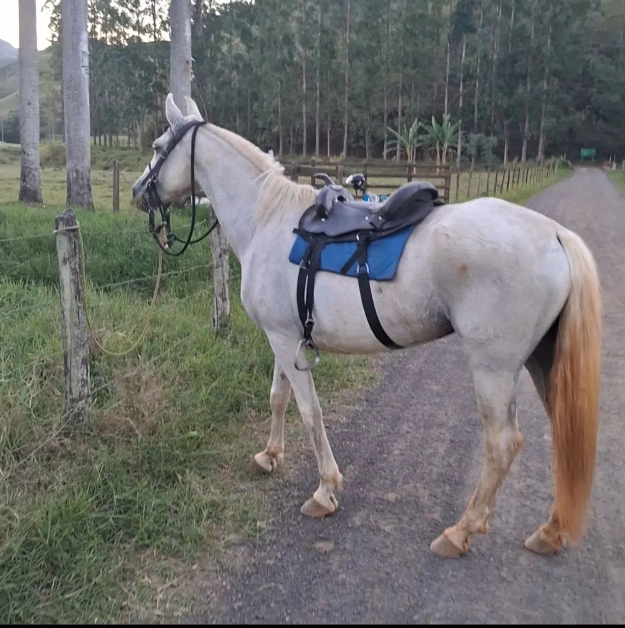 Égua e potro - Foto 2