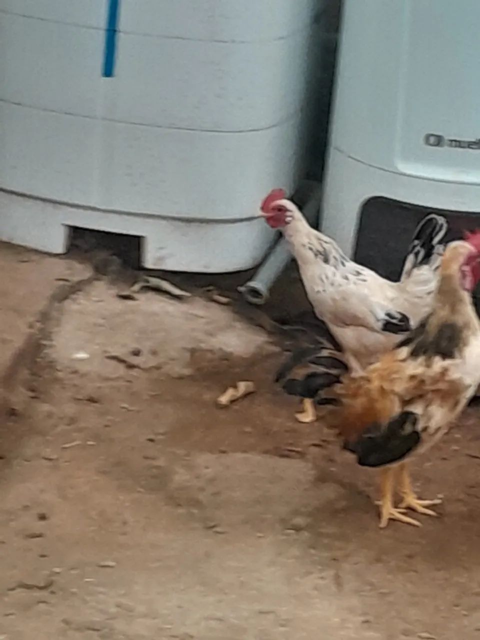 Vende-se Galinze  - Foto 2