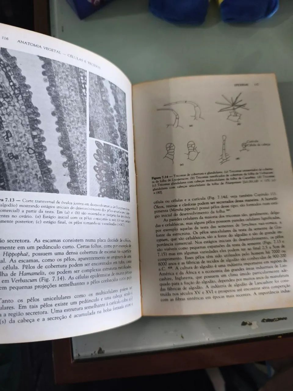 Anatomia Vegetal 2ª Edição  - Foto 3