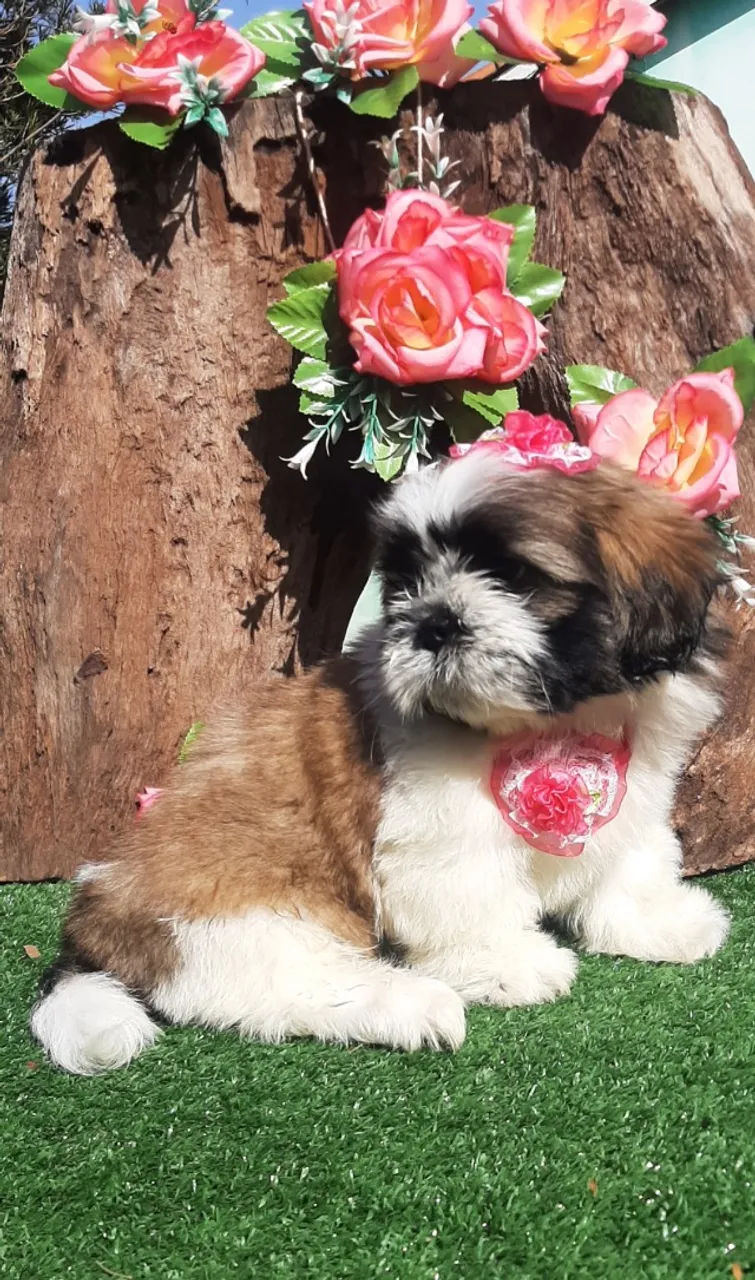 Lindas Babys Shih-tzu ja educadinhas fazem xixi no jornalzinho.