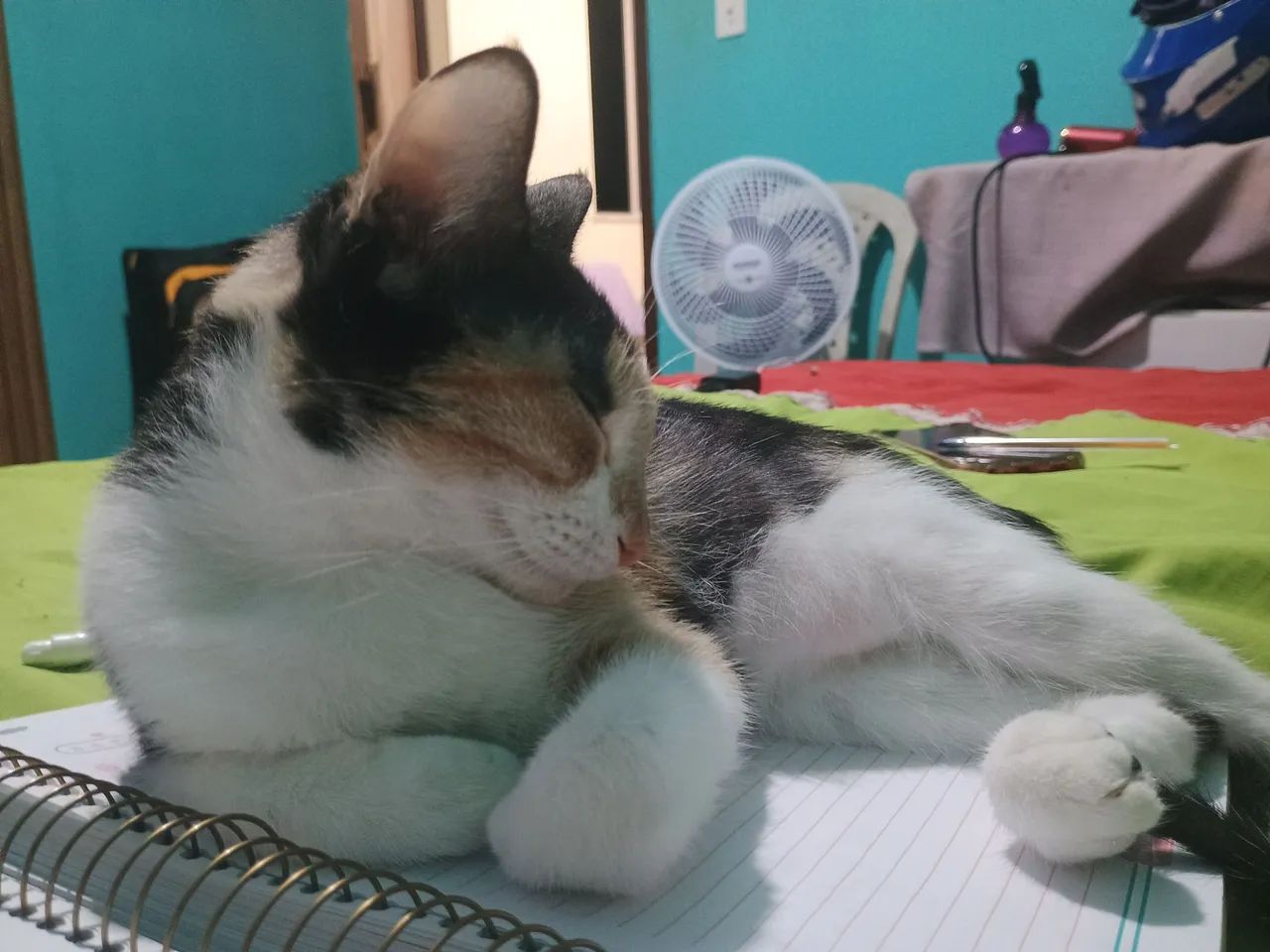 Doação Responsável de Gata - Foto 2