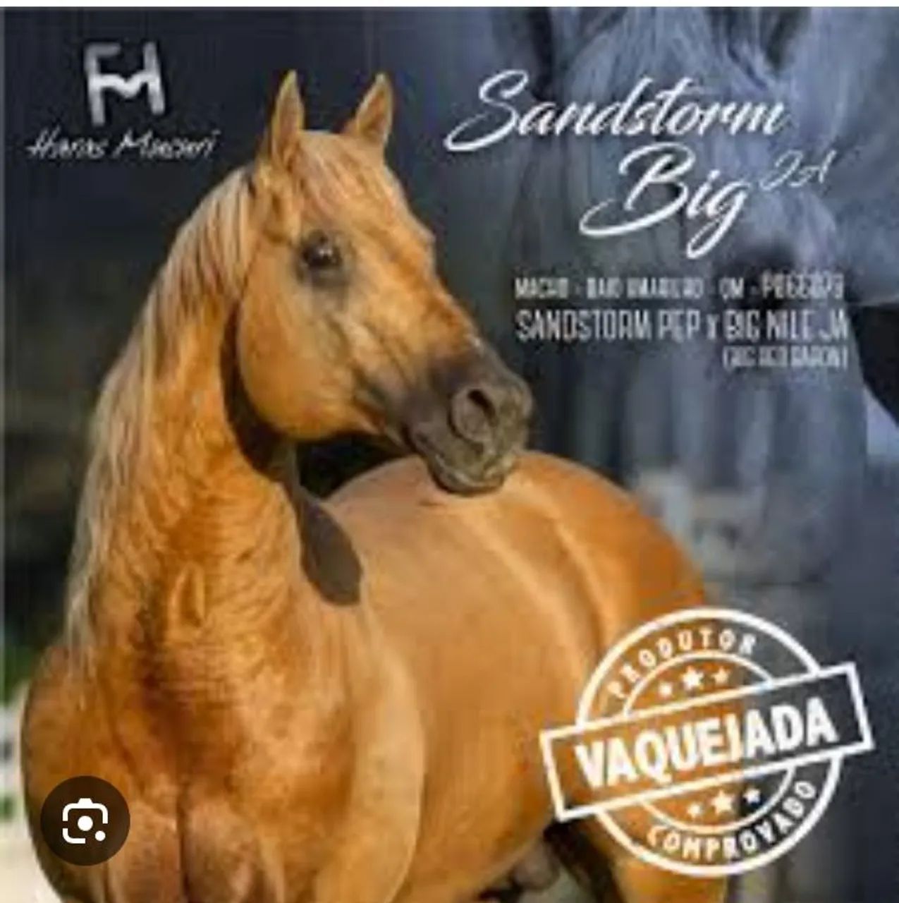 Cavalo QM PO  - Foto 3