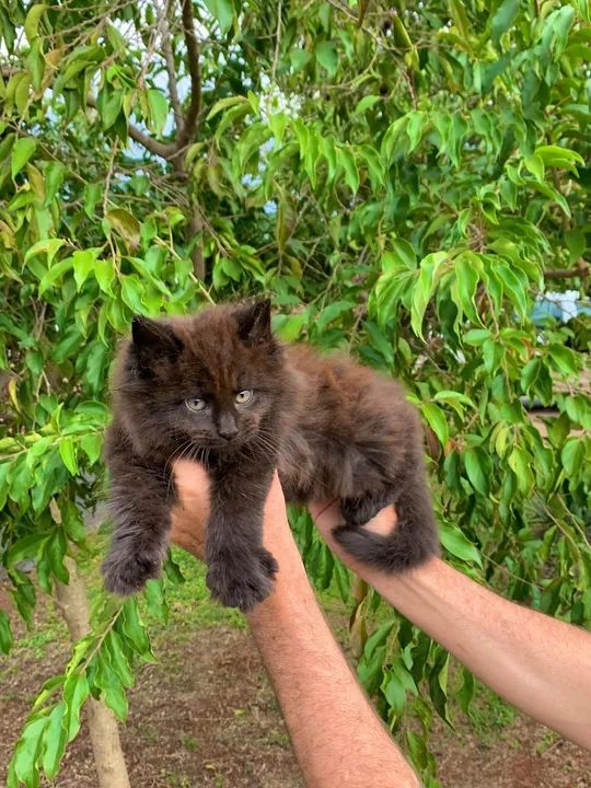 MAINE COON MACHO PANTERA - Foto 4