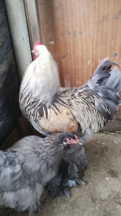 Vendo casal de Brahma  - Foto 2