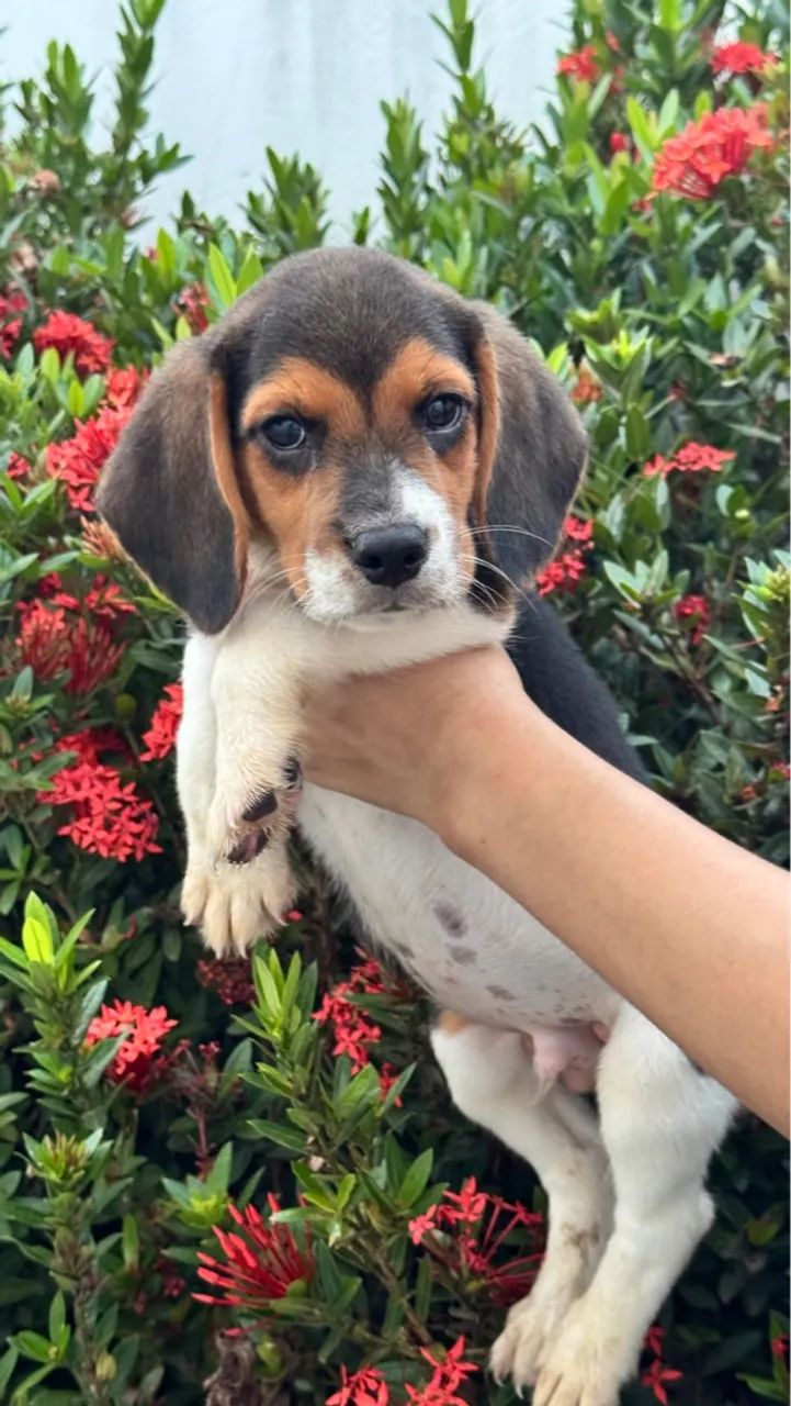 Beagles  - Foto 3