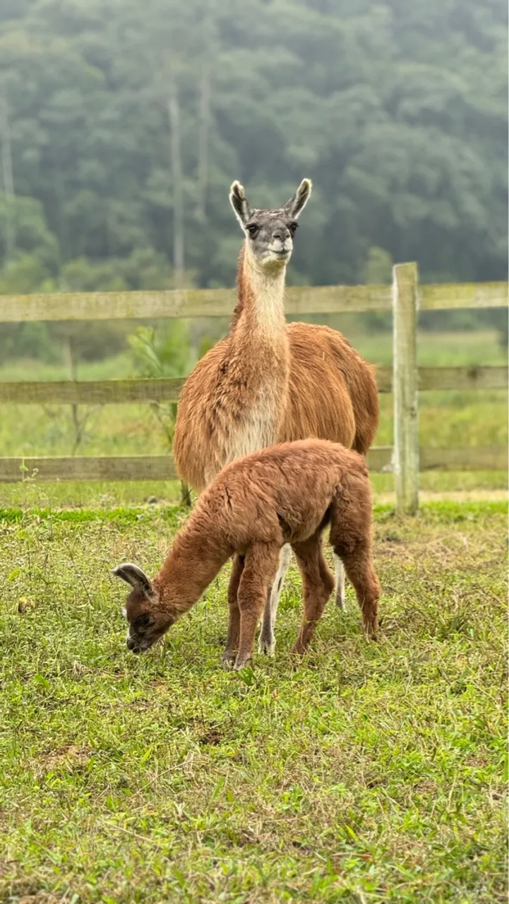 Lhamas e alpacas