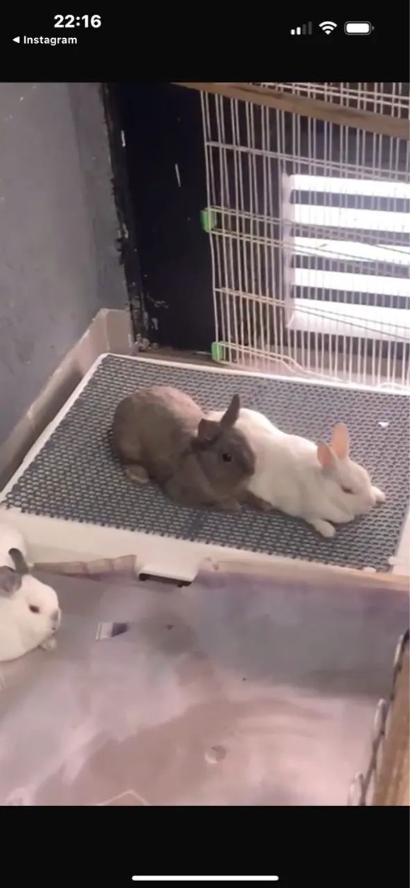 3 coelhos netherland 